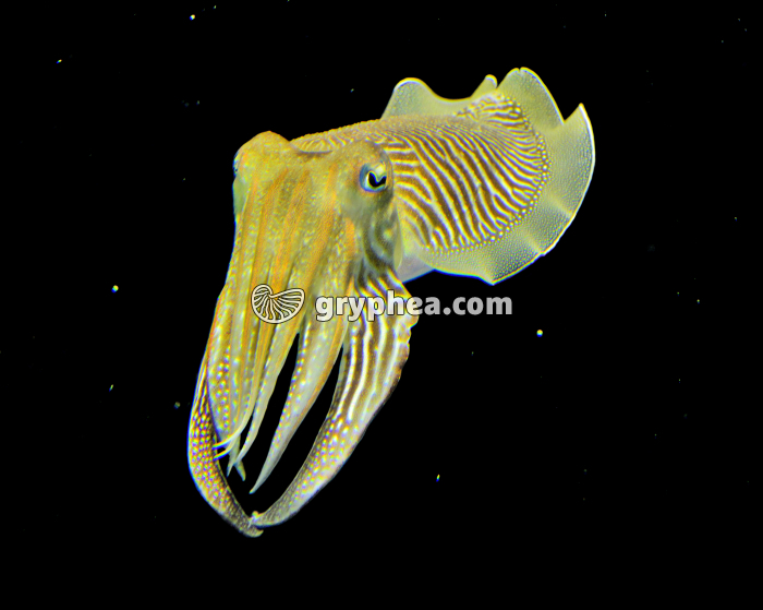 Seiche commune (Sepia officinalis) - gryphea.org